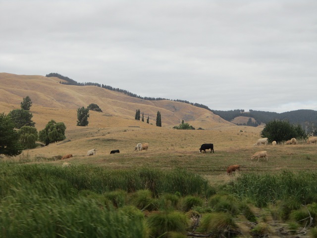 Heuvels met koeien nabij Darneville